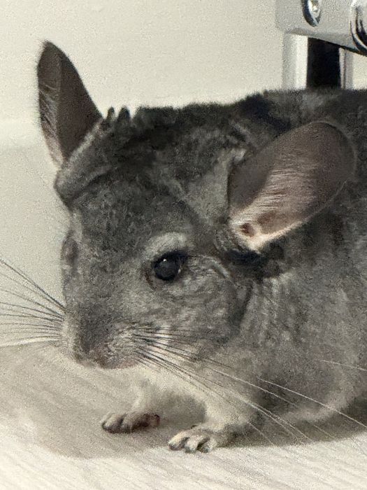 шиншилла мальчик астана