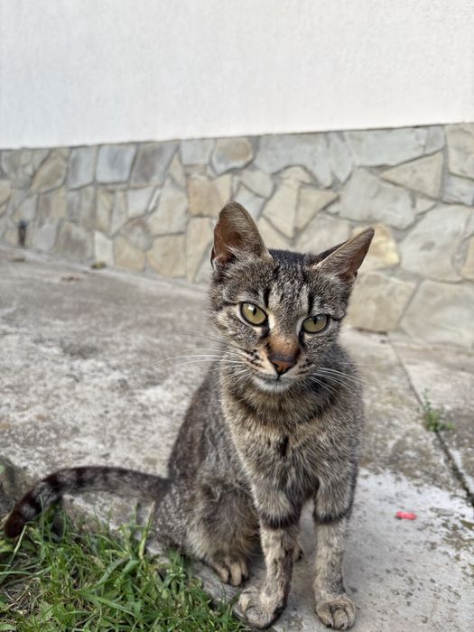 URGENT!Ofer spre adopție două pisici si pisoiași