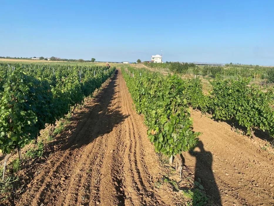 Vie 7,5Ha Ivești - Fetească regală + utilaje incluse