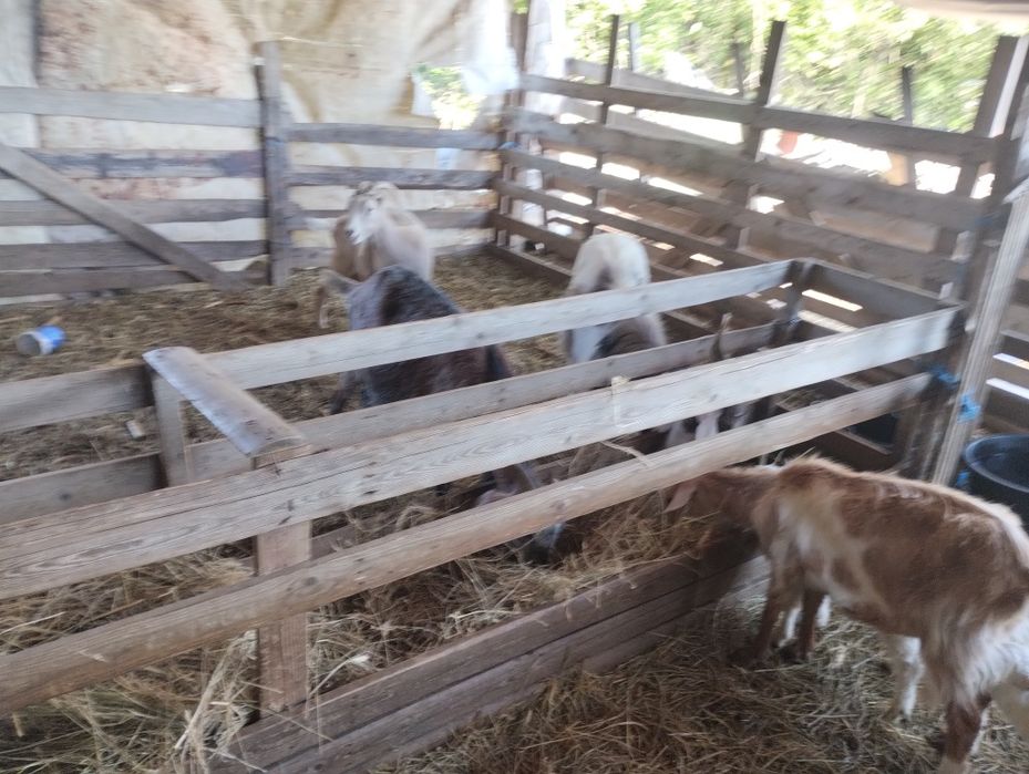 Capre de vanzare