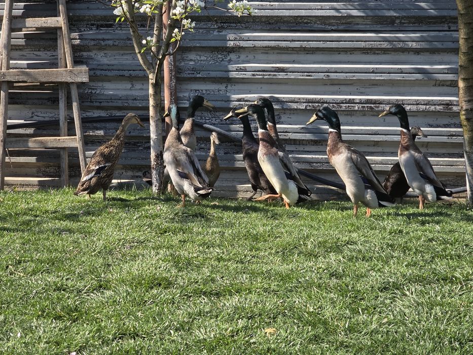 Vând ouă rață indiană alergătoare pentru incubat