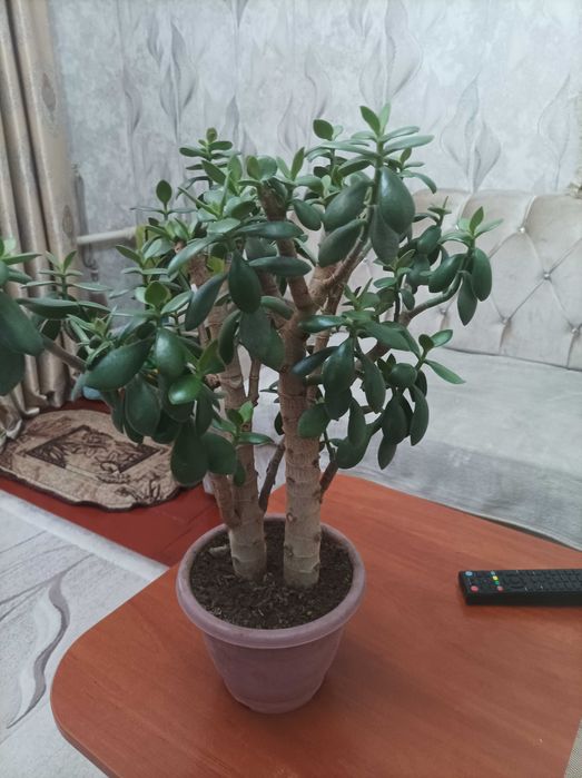 Комнатные растения