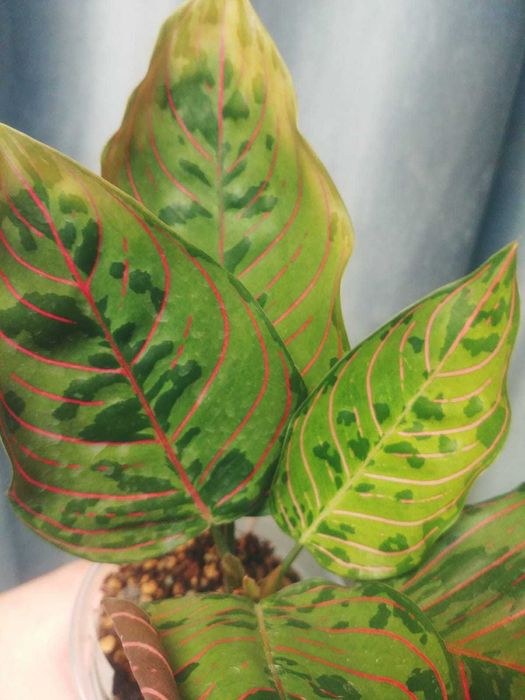 Разные комнатные цветы