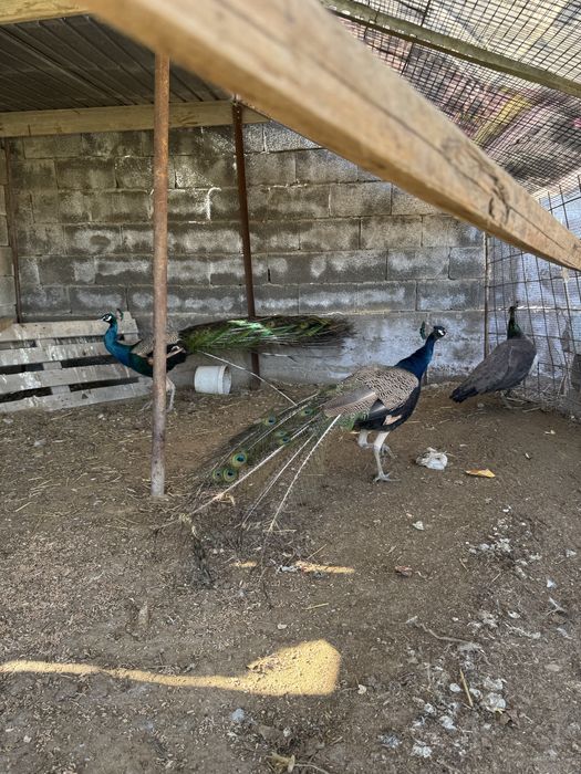 Продам Павлин Индейски