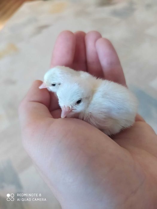 Белая куропатка (ок каклик) oq kaklik