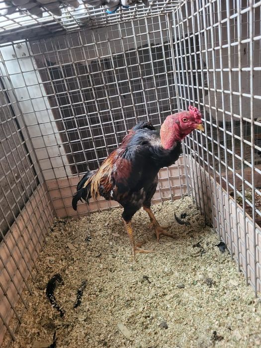 Сатамын кораз 50 000