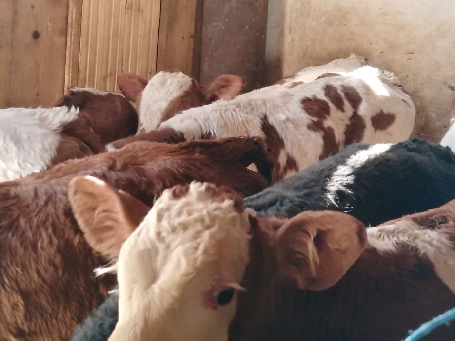 Taurasi înțărcat și de lapte