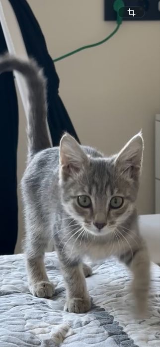 Отдам котенка, в хорошие руки.