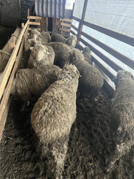 Продам жирных баранов