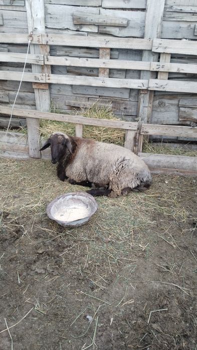 Кошкар сатылады жас семиз