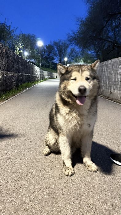 Нашли маламут есентай