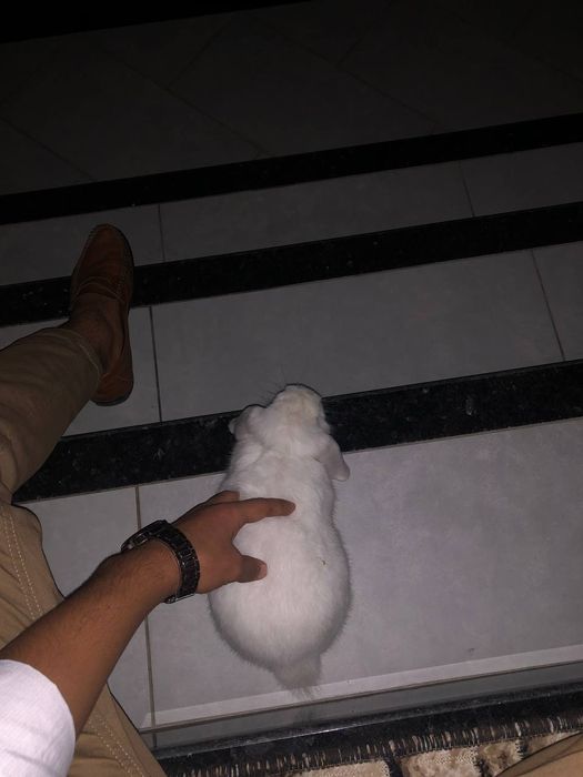 Заец quyon зайчик барашка