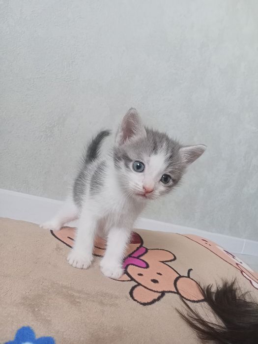 Продается Милые котяти