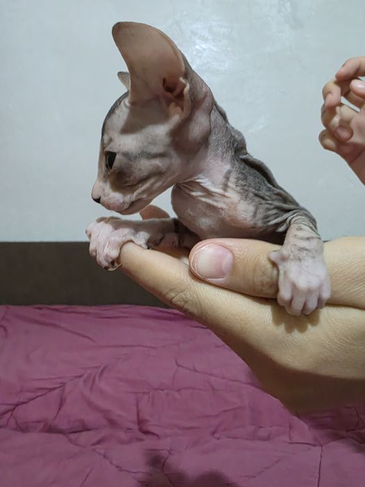 Готовы к брони донские сфинксы