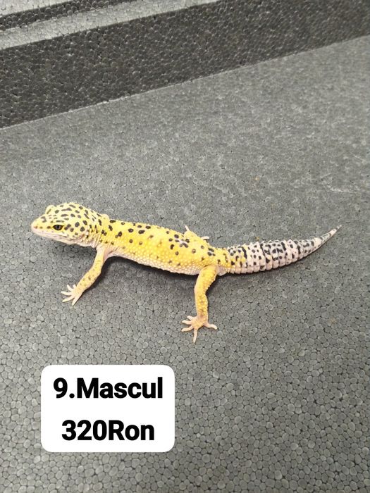 Soparla Gecko Leopard