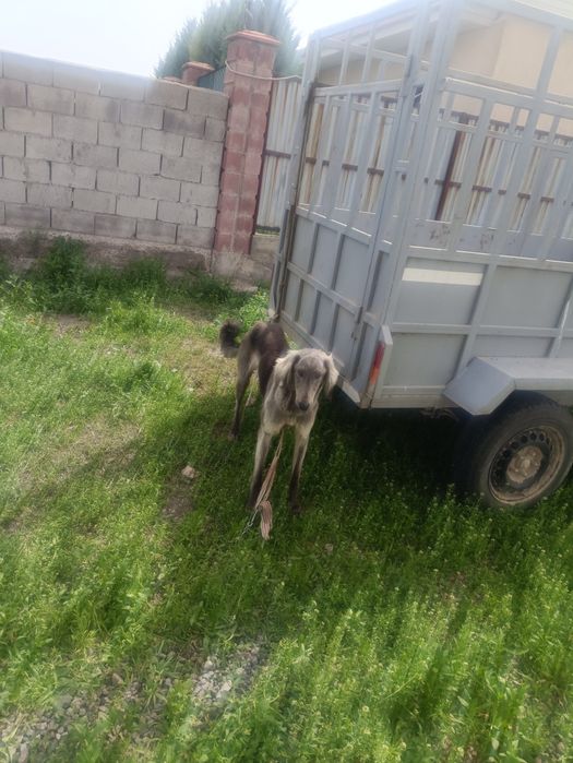 Тазы еркек аузданған