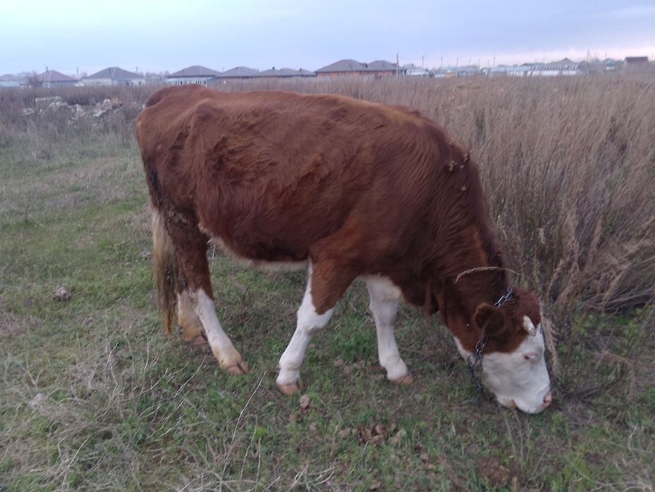 Симментал первотелка с теленком