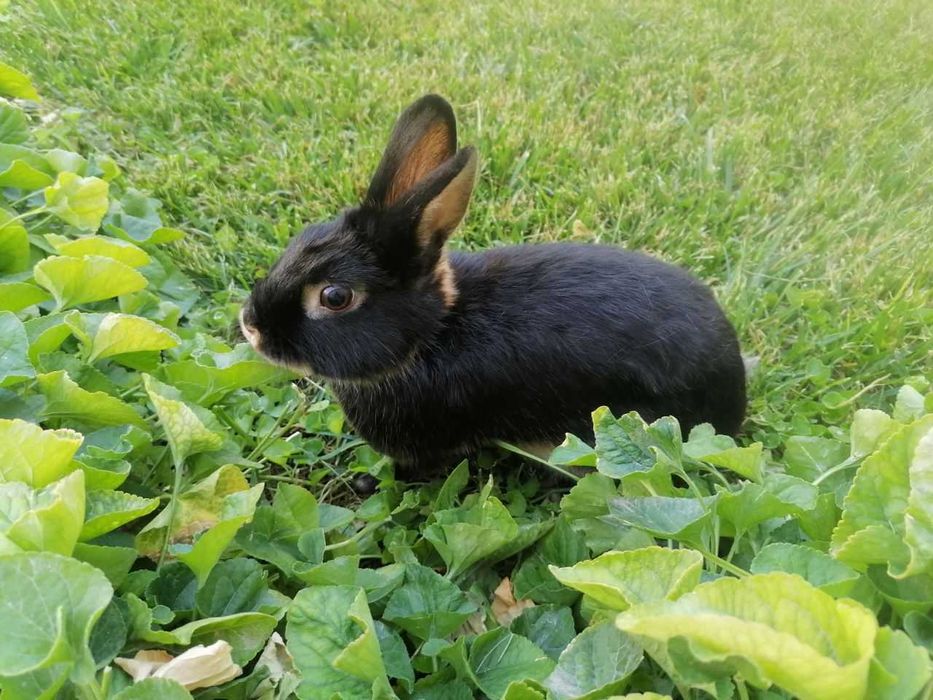 Karlik tikka quloq sames (erkak)