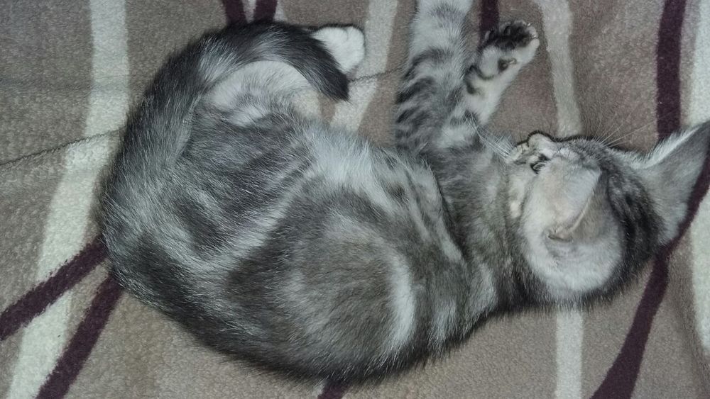 Мейн кун+скоттиш страйт.