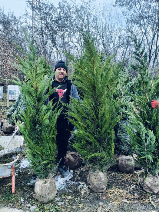 Leylandi gard viu veșnic verde