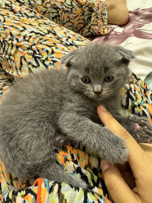 Вязка опытного вислоухого кота!