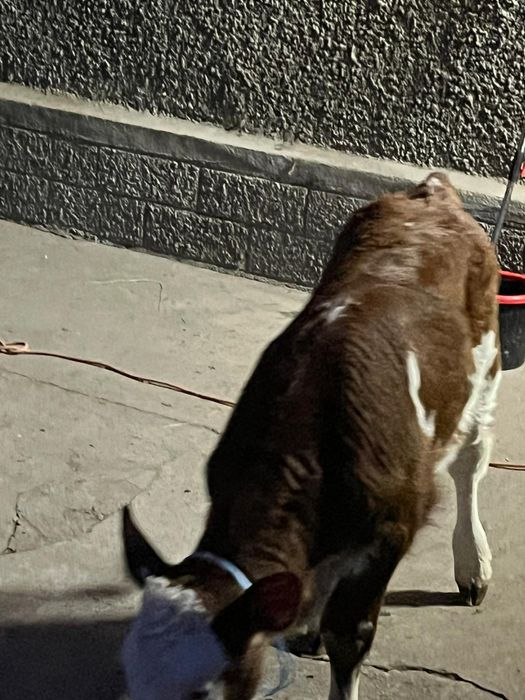 Vând o vitea baltata