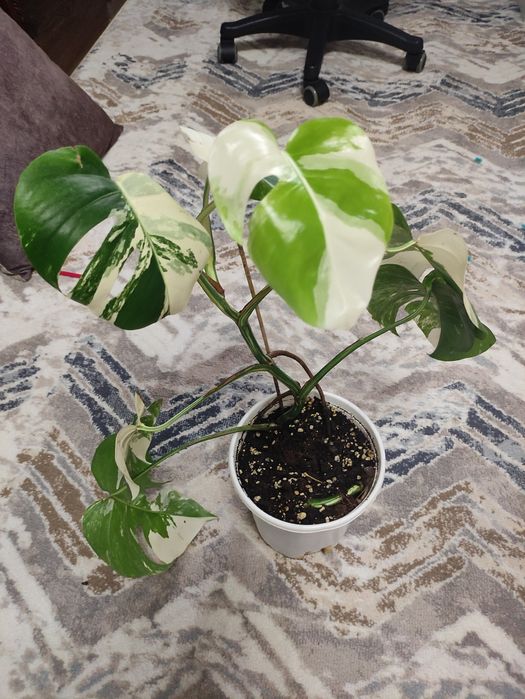 Скидка!!! Альба монстера украсит ваш интерьер своей необыкновенной окр