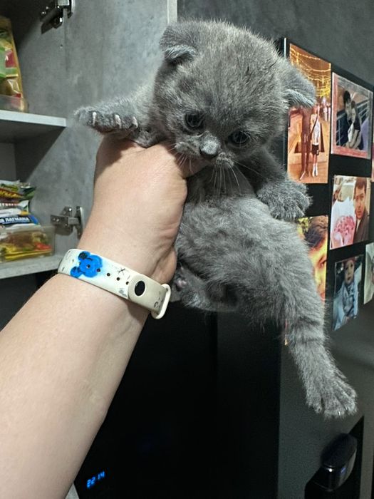 Скоттиш фолд британцы вислоухие