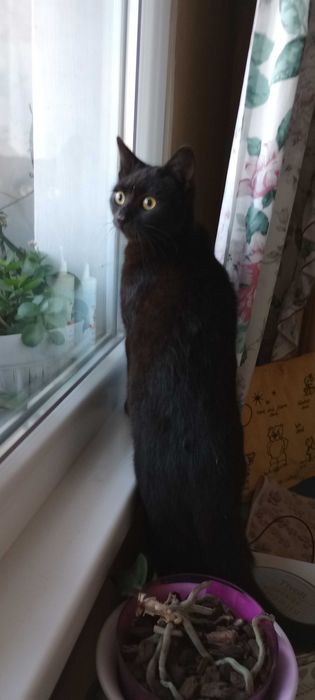 Котенца на една годинка търсят дом.