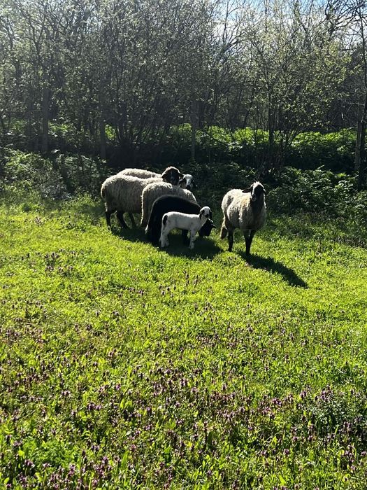 Свободни три овце и едно шиле и две агнета едната овца е бременна намират се област ямбол тел 0976932984
