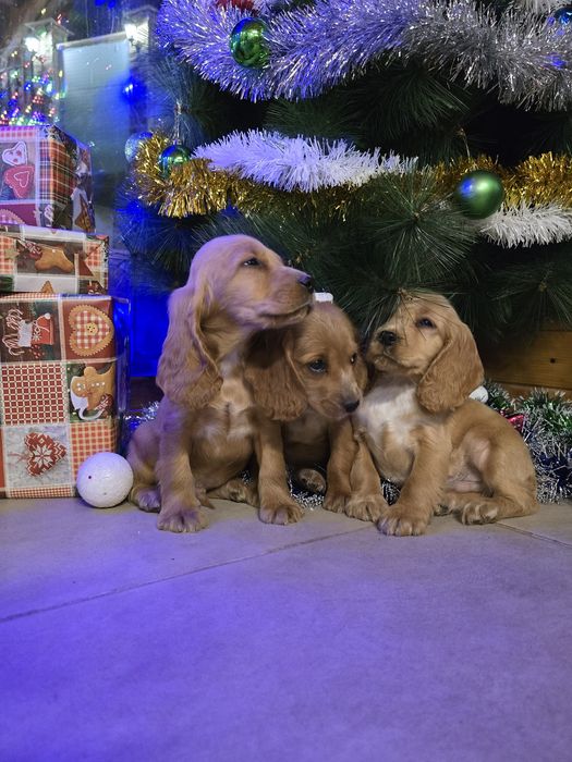 Чистокръвни Кокер Шпаньоли