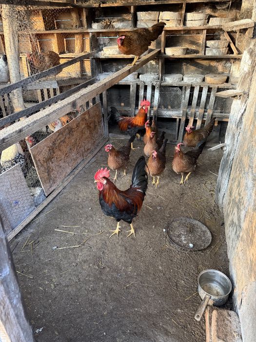 Australorp negru si italiana potarnichie