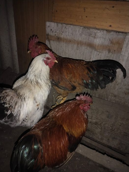 Продам петухов  на мясо