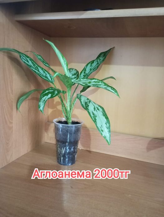 Комнатные растения(малыши)