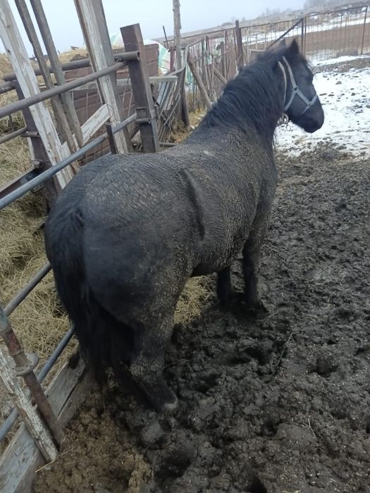 Продам мерина 5 лет