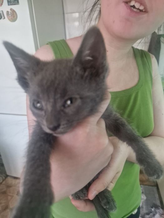 Котёнок серенький
