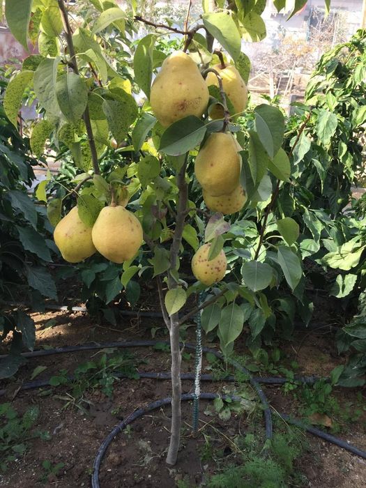 Продам запечатанные бревна пчелы  "ОСМИЯ"