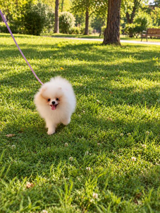Femela Pomeranian