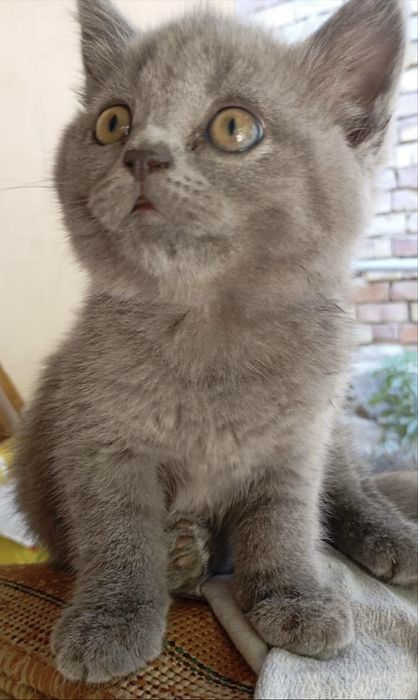 мушук скотиш фолд кошка