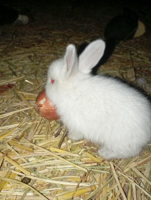 Қуён болалари сотилади 50000мингдан отаси фландер онаси жайдари