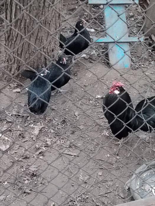 Продавам кокошки розкомб