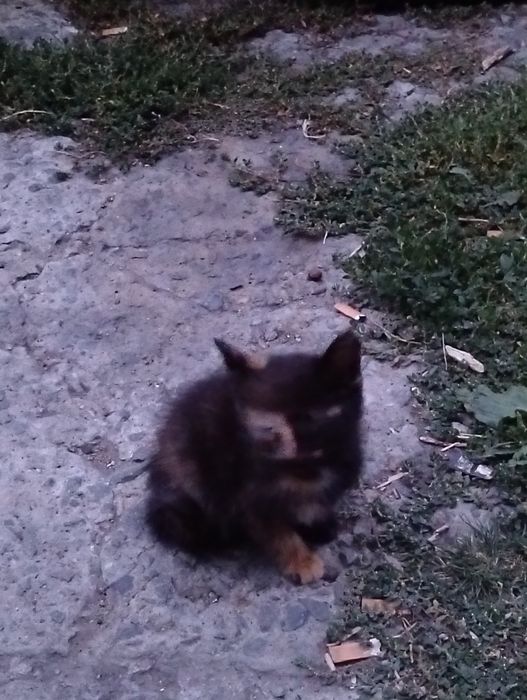 Отдам котят в хорошие руки .