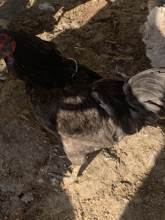 Продаются куры разных пород