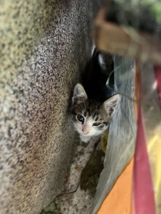 Безплатни котенца