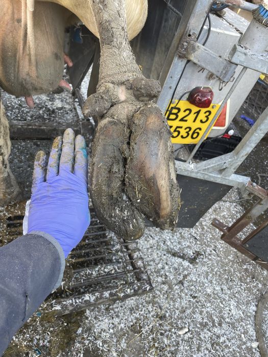 Servicii podotehnie (Curatat copite vaci)