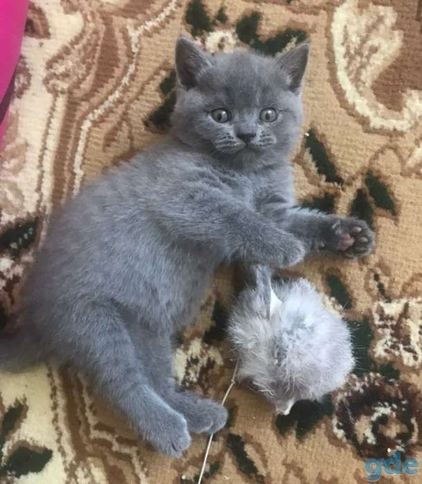 Британские Котенок