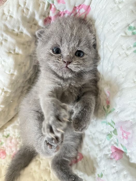 Шотлански висалухий