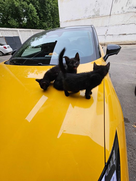 Котята в добрые руки