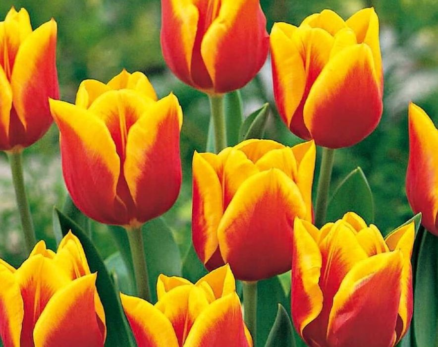 ТЮЛЬПАНЫ! ежегодная продажа.