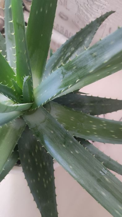 Продам алоэ вера